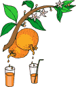 IMAGE-GRENOUILLE-BOISSON.gif (12233 octets)