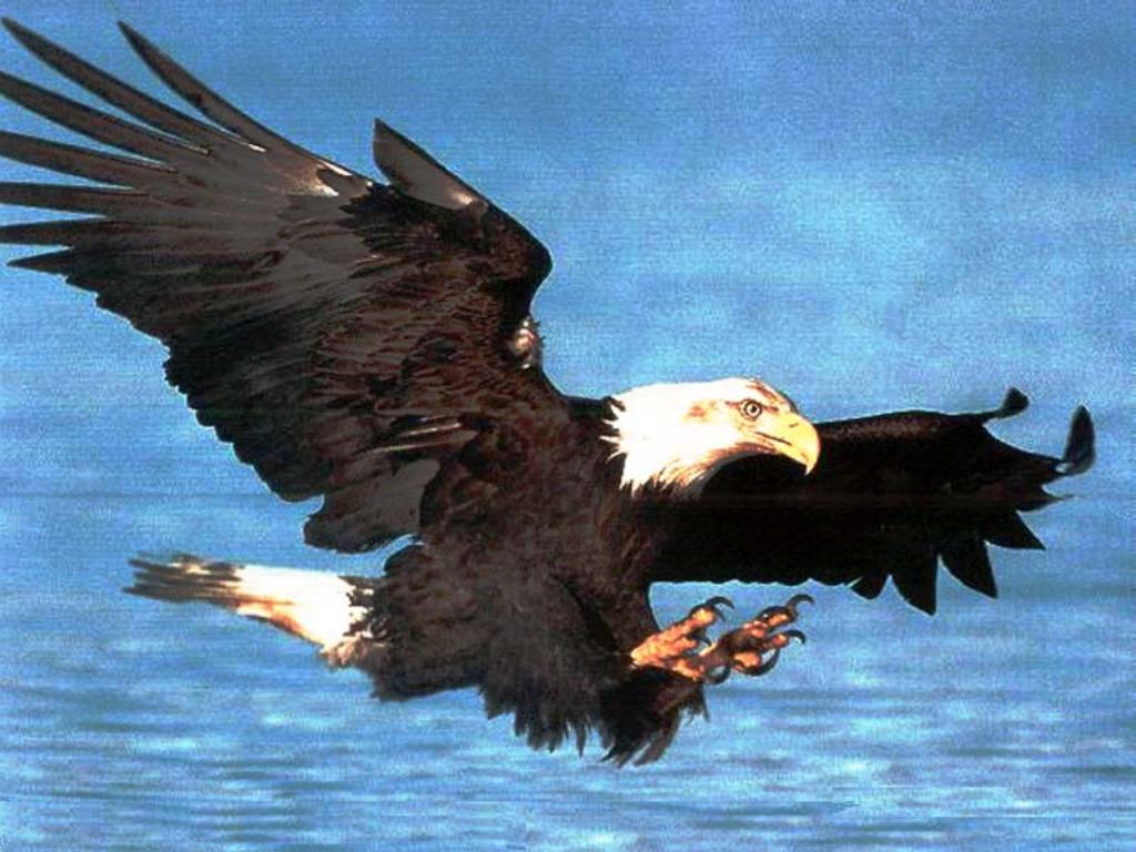 aigle.jpg (108750 octets)