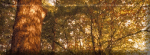 bouton0298-6.gif (10669 octets)