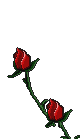 image-rose-gauche.gif (12411 octets)