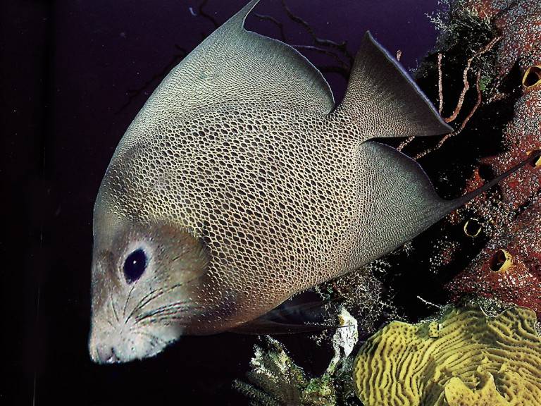 poisson-chat.jpg (114047 octets)
